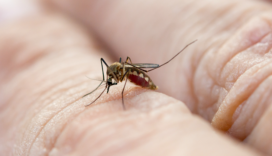 close-up-mosquito-sucking-blood-from-human-skin-2022-11-15-05-05-54-utc