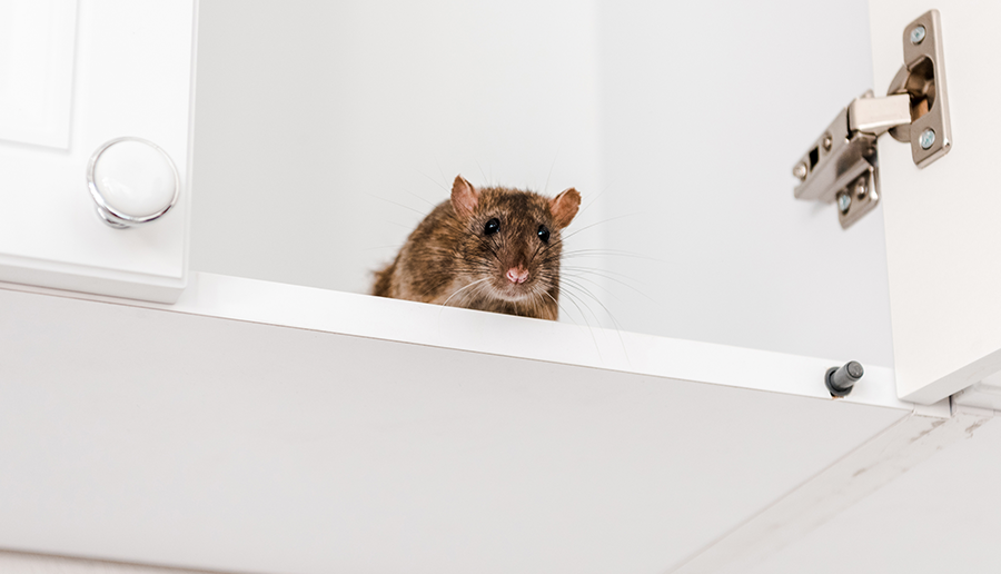 low-angle-view-of-small-rat-in-white-kitchen-cabin-2022-12-16-20-56-13-utc