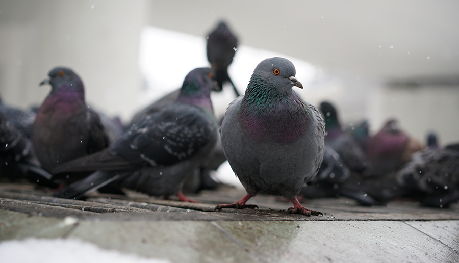 street-pigeons-2022-11-16-15-05-28-utc